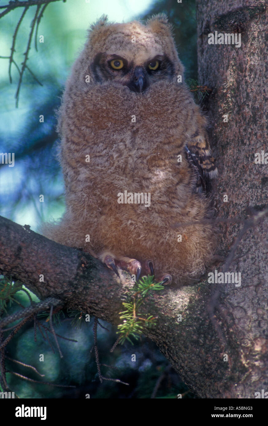 Grande gufo cornuto (Bubo virginianus) Owlet avventurarsi fuori del nido, Ontario, Foto Stock