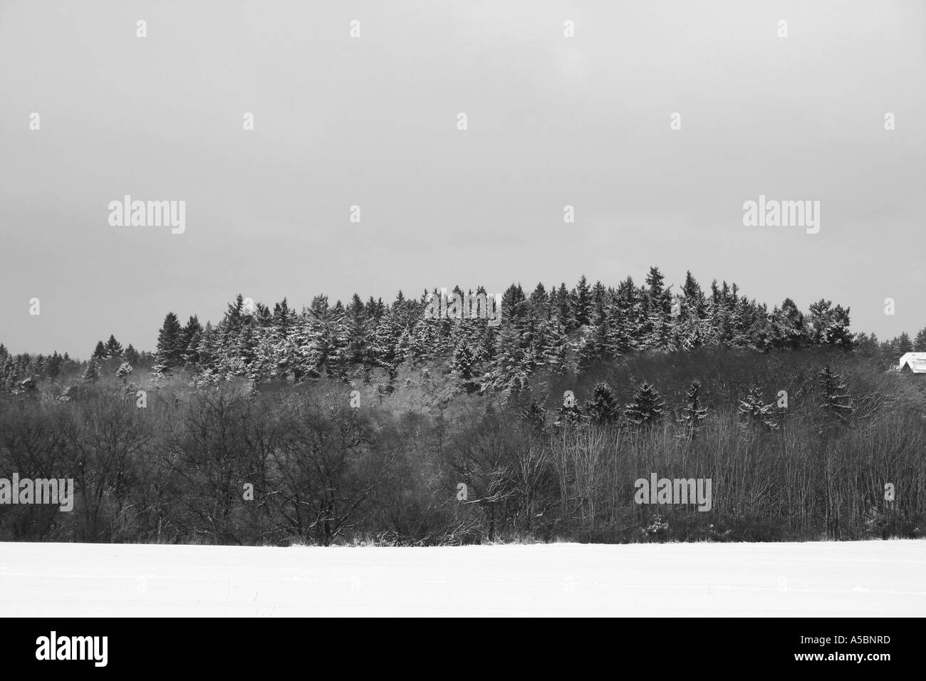 Foresta invernale e il campo Foto Stock