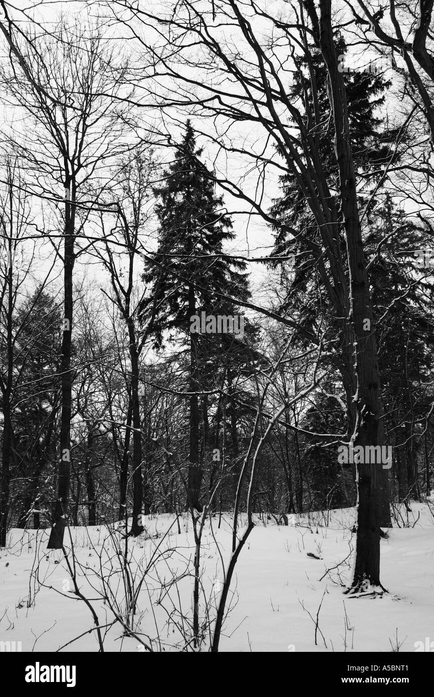 Foresta di inverno Foto Stock