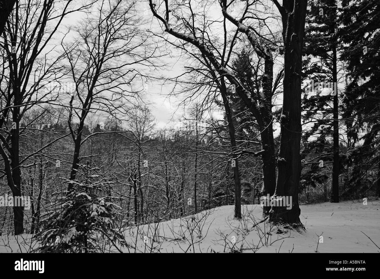 Foresta di inverno Foto Stock