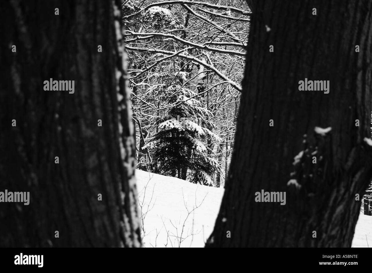 Foresta di inverno Foto Stock