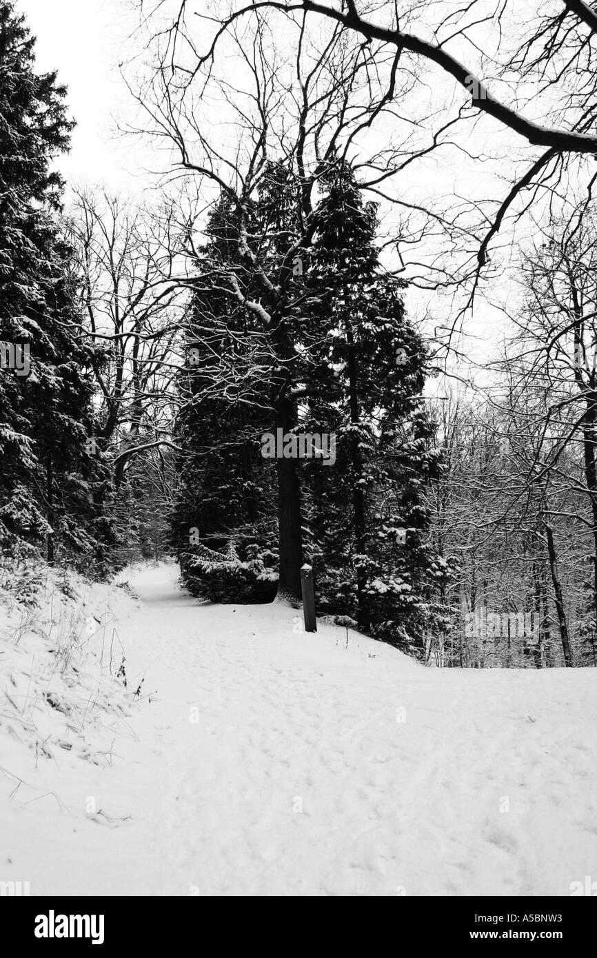 Foresta di inverno Foto Stock