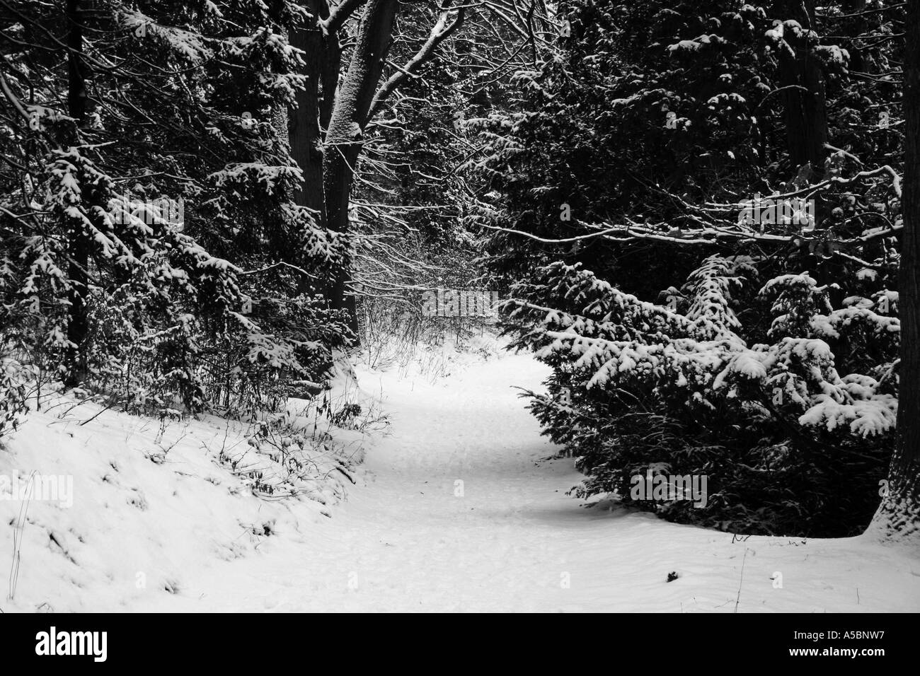 Foresta di inverno Foto Stock