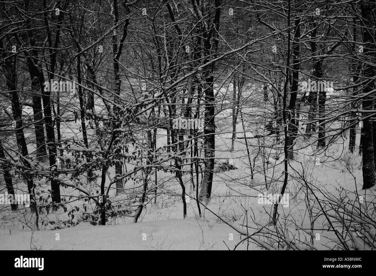 Foresta di inverno Foto Stock