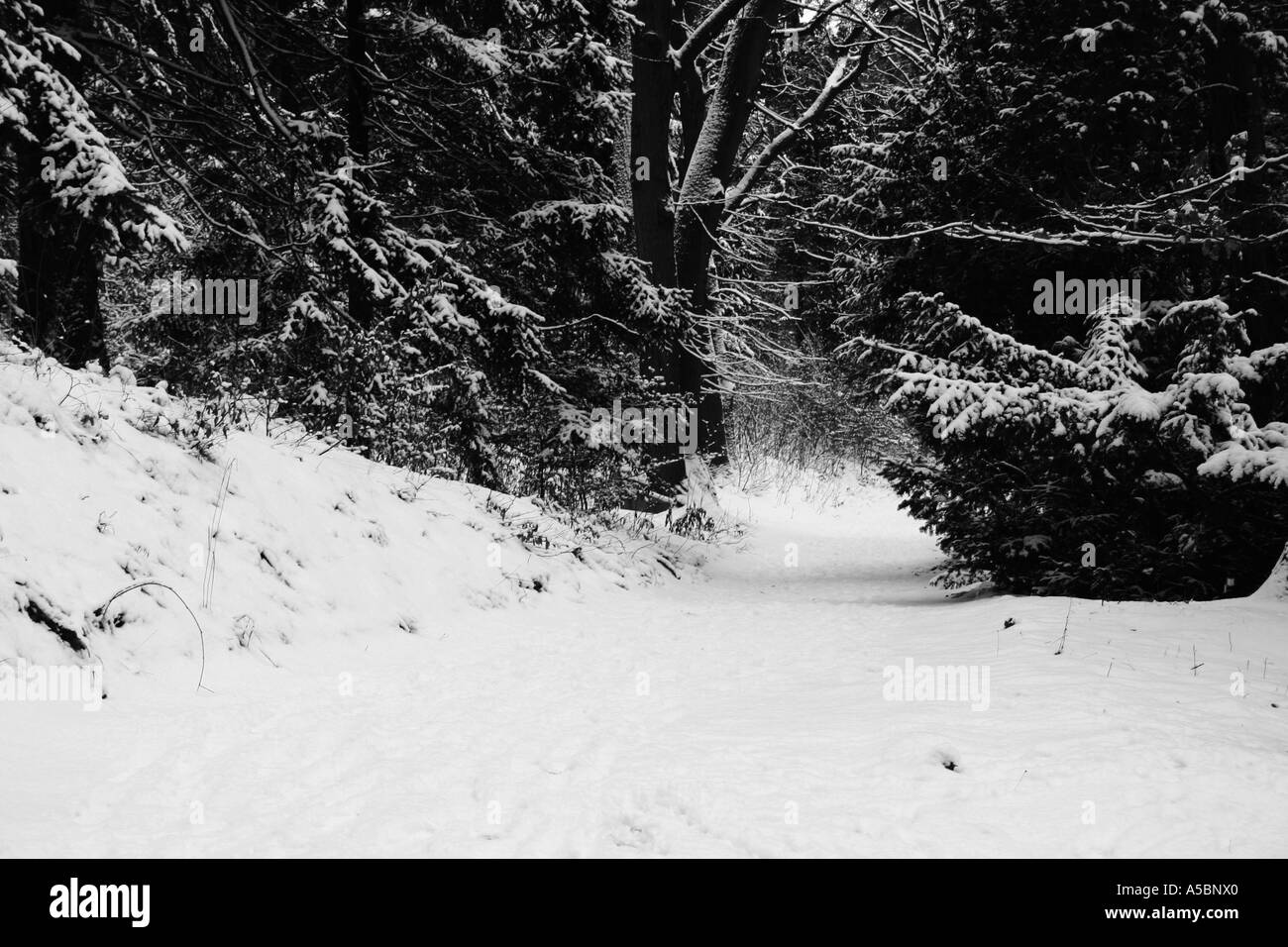 Foresta di inverno Foto Stock