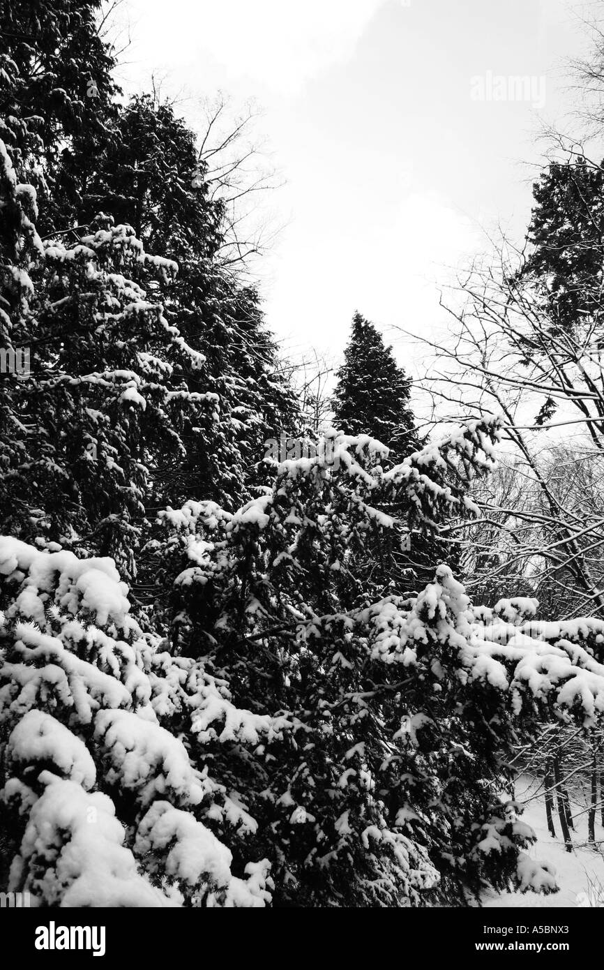 Foresta di inverno Foto Stock
