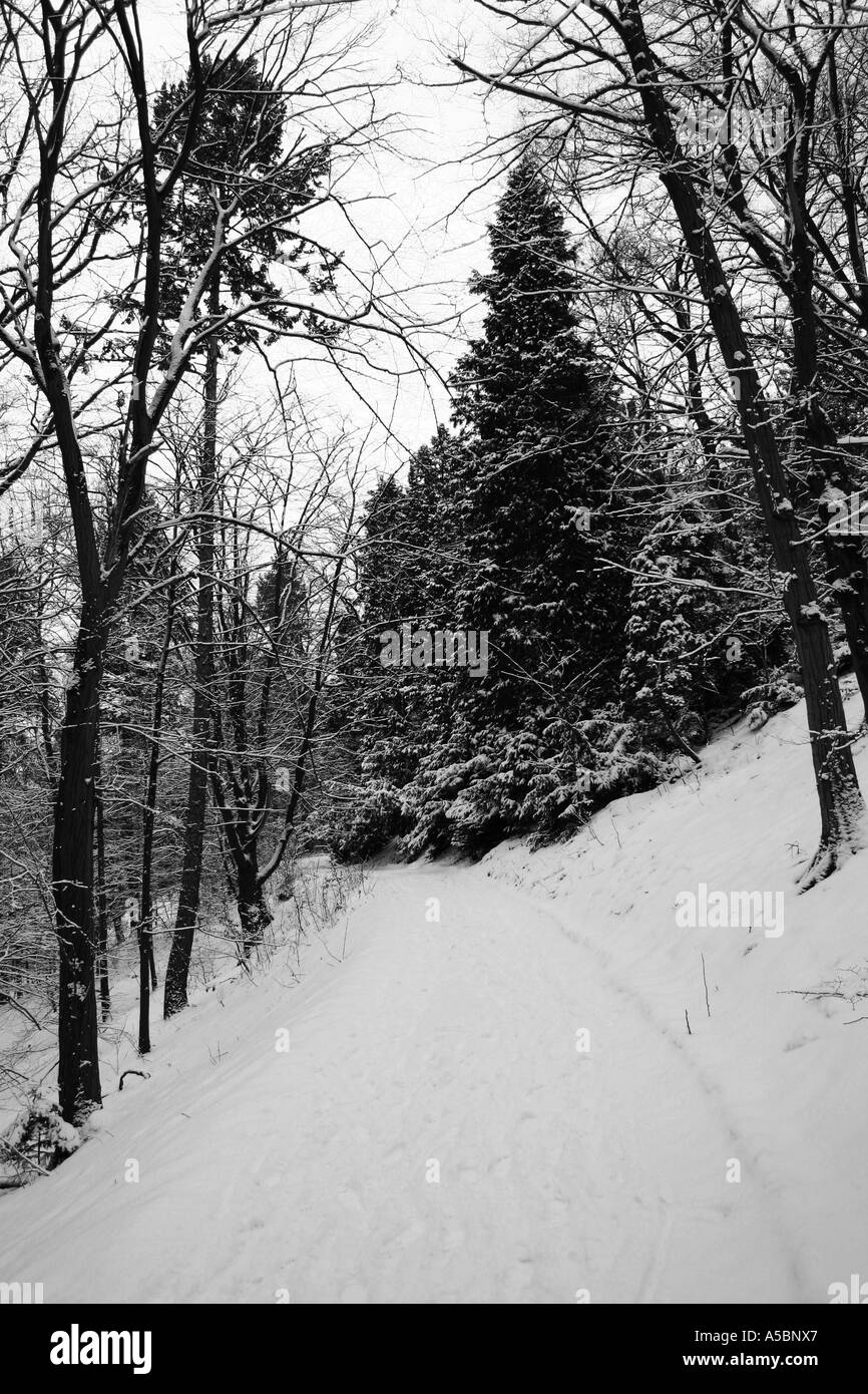 Foresta di inverno Foto Stock