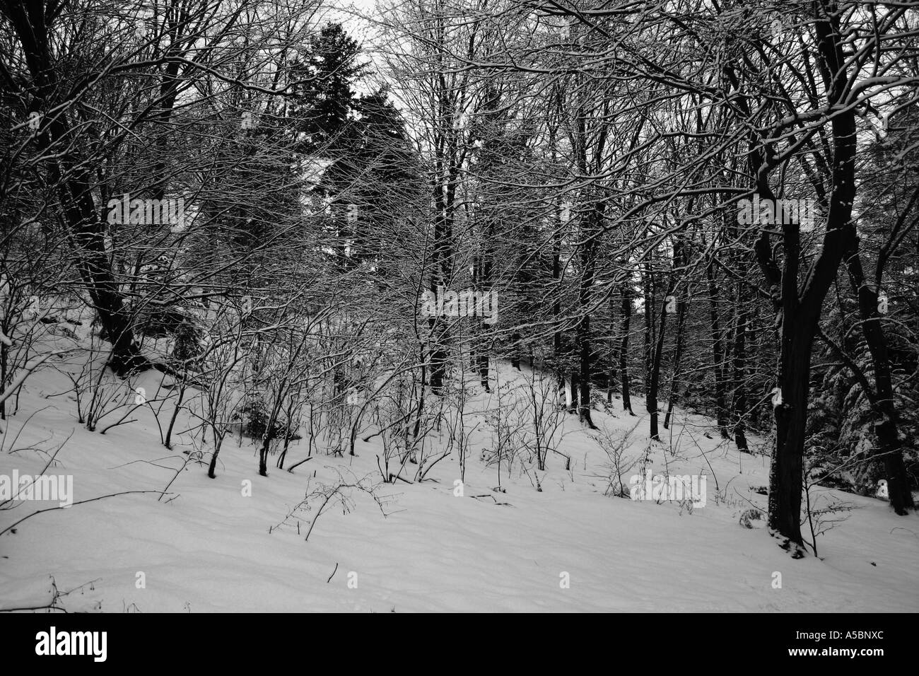 Foresta di inverno Foto Stock