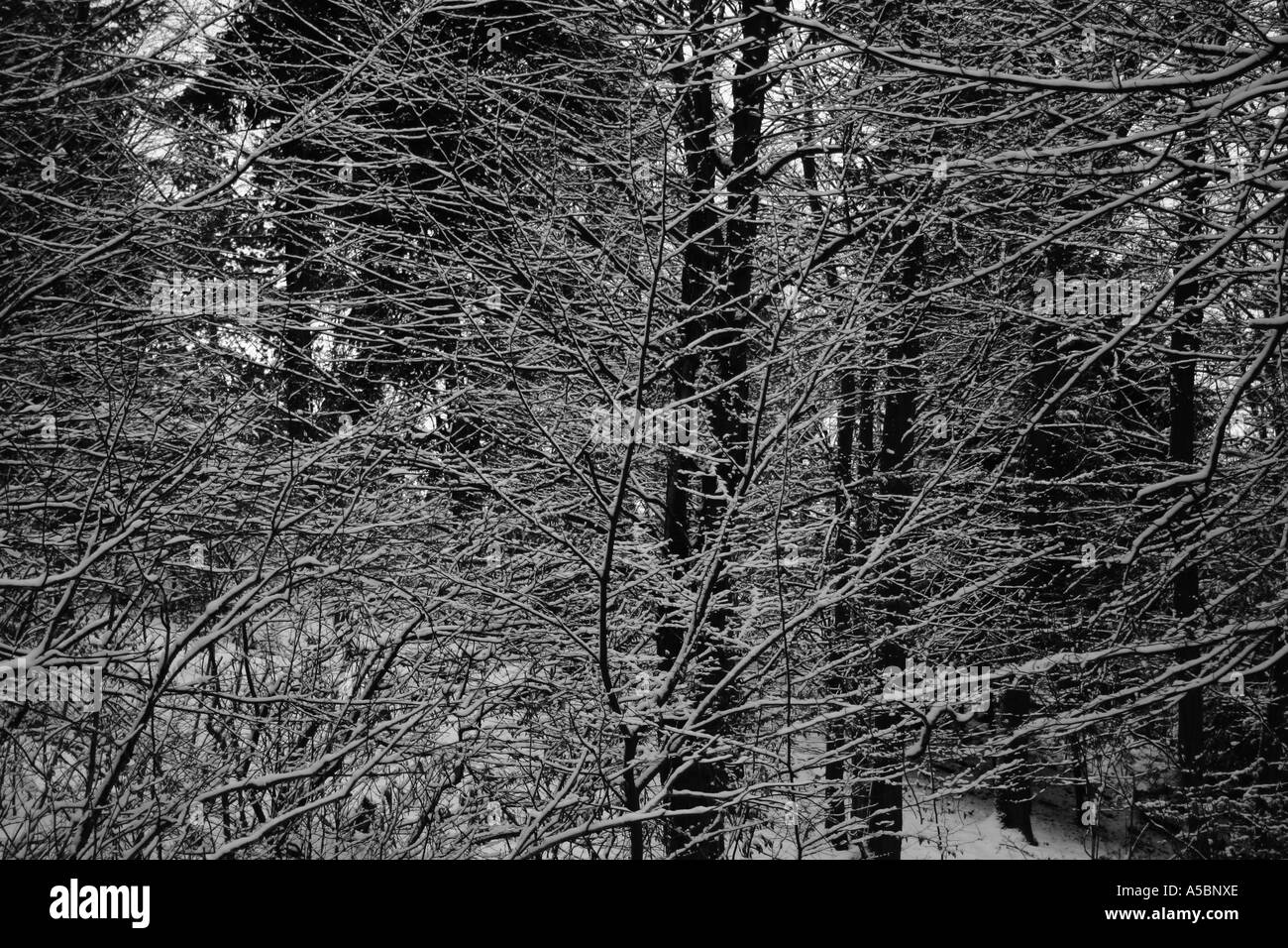 Foresta di inverno Foto Stock