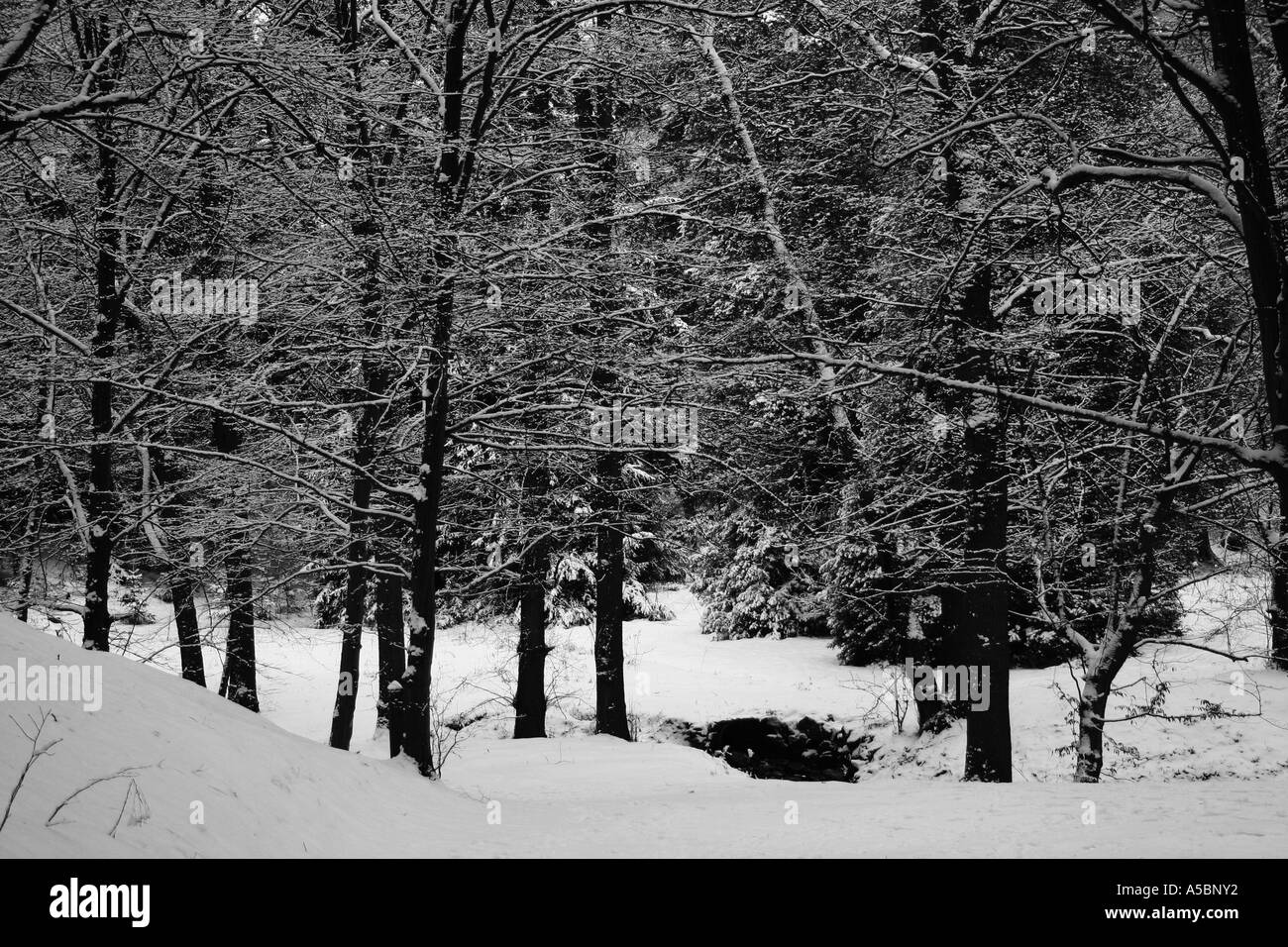 Foresta di inverno Foto Stock