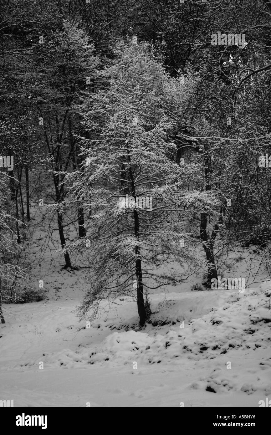 Albero solitario nella foresta di inverno Foto Stock