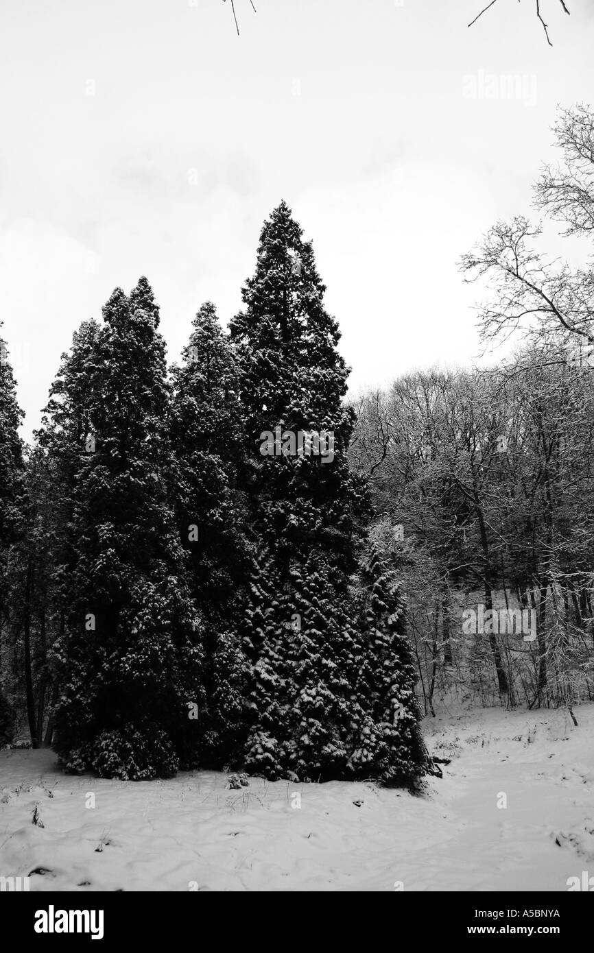 Foresta di inverno Foto Stock