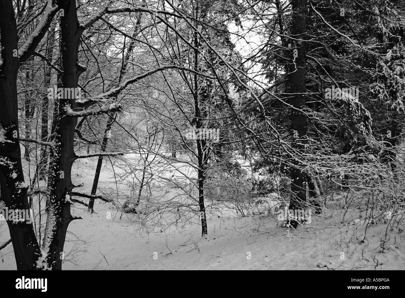 Foresta di inverno Foto Stock