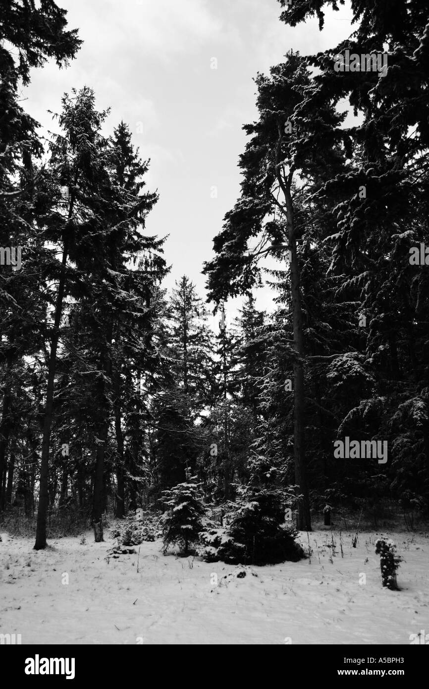 Foresta di inverno Foto Stock