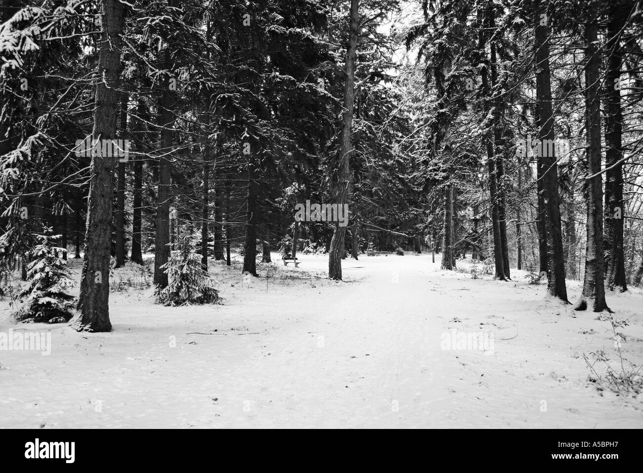 Foresta di inverno Foto Stock