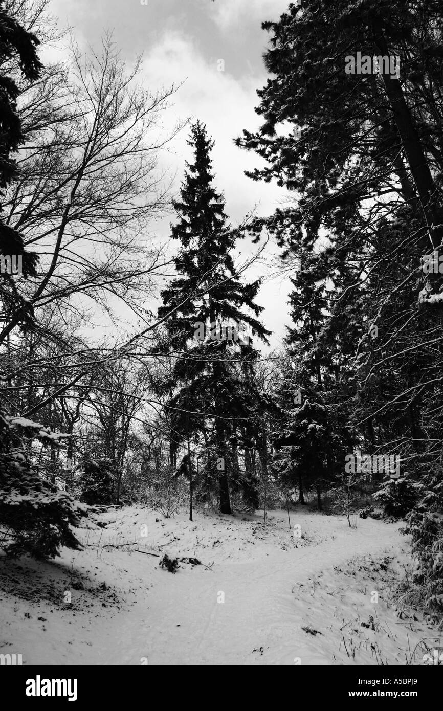 Foresta di inverno Foto Stock