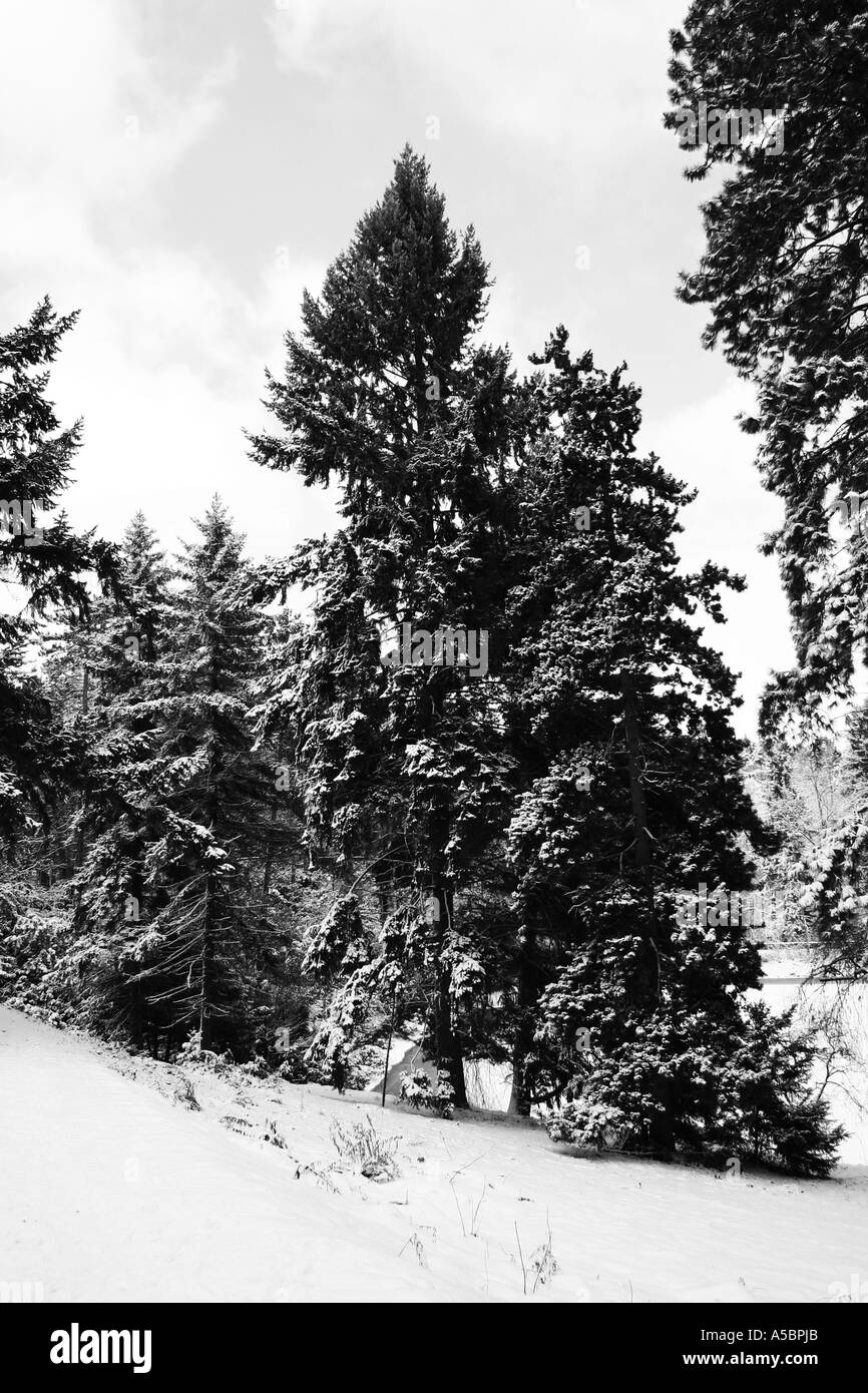 Foresta di inverno Foto Stock