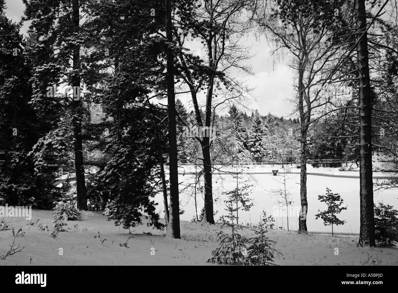 Foresta di inverno Foto Stock