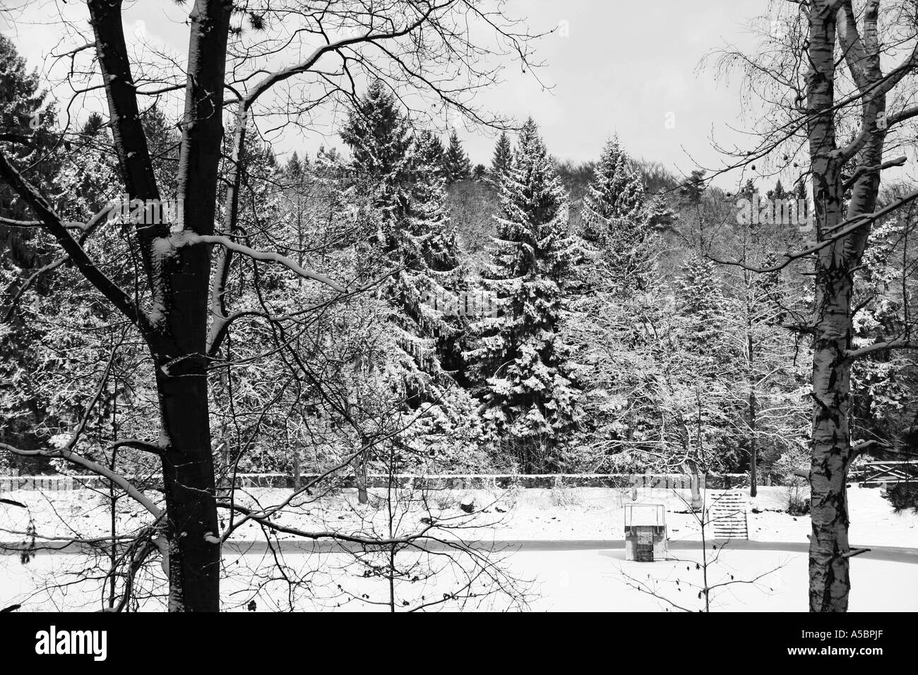 Foresta di inverno Foto Stock