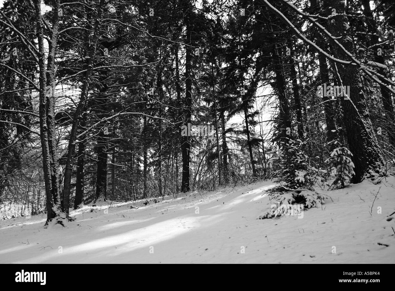 Foresta di inverno Foto Stock