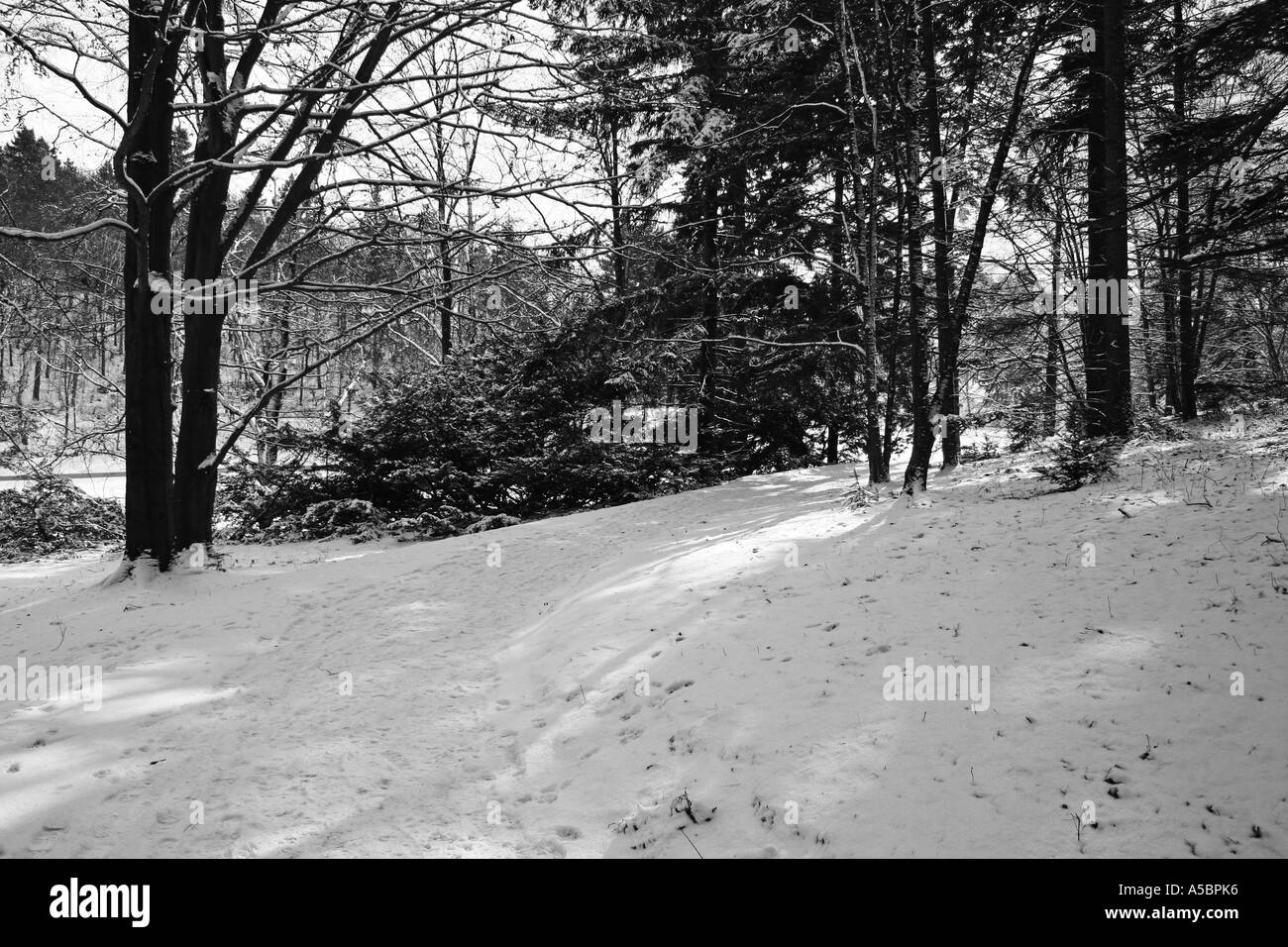 Foresta di inverno Foto Stock