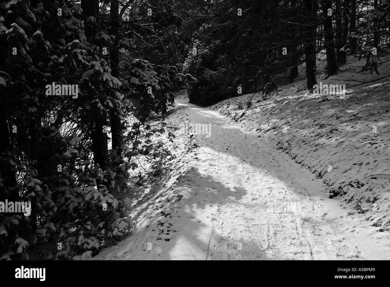 Foresta di inverno Foto Stock