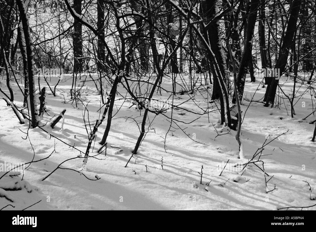 Foresta di inverno Foto Stock