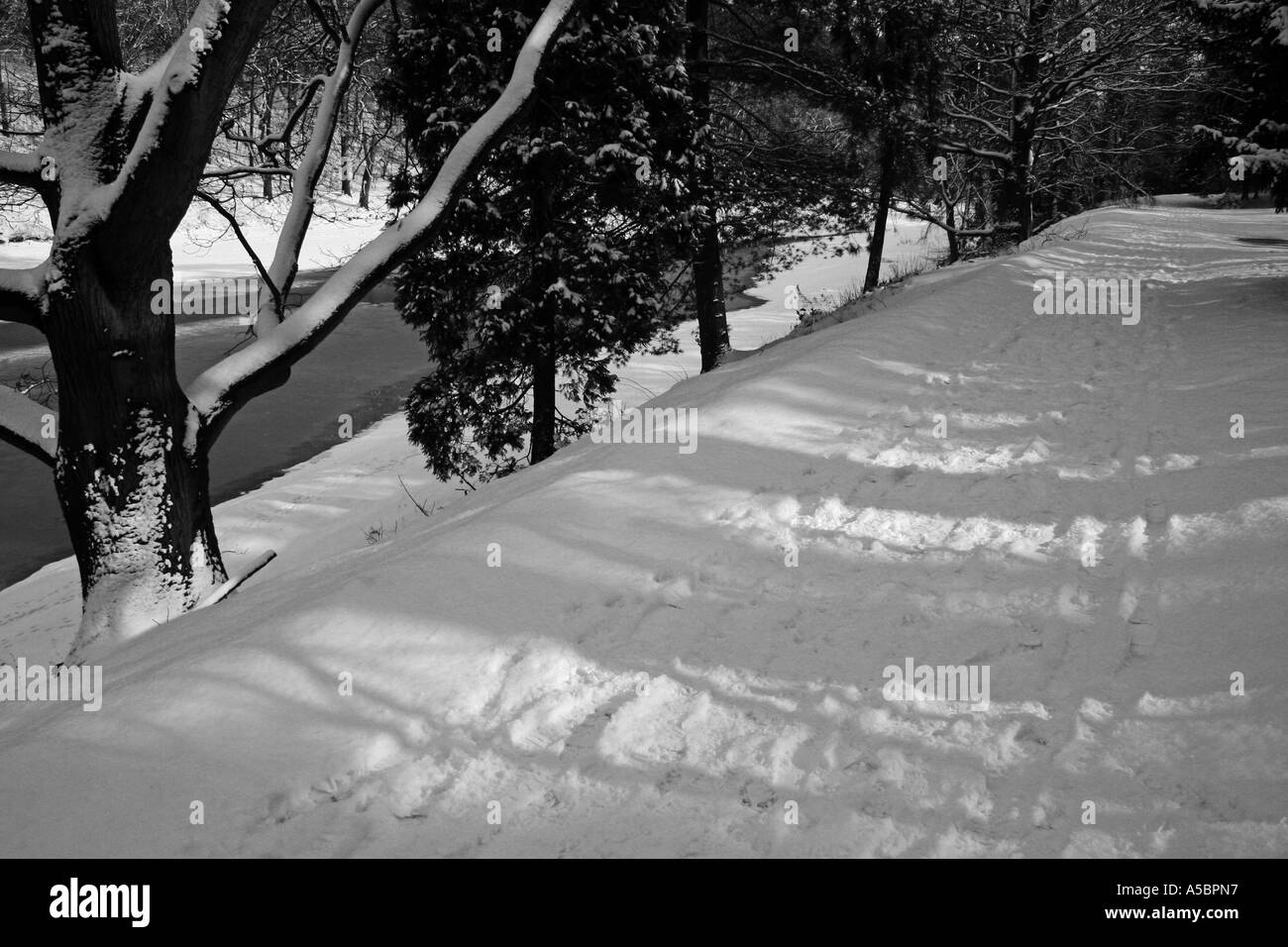 Foresta di inverno Foto Stock