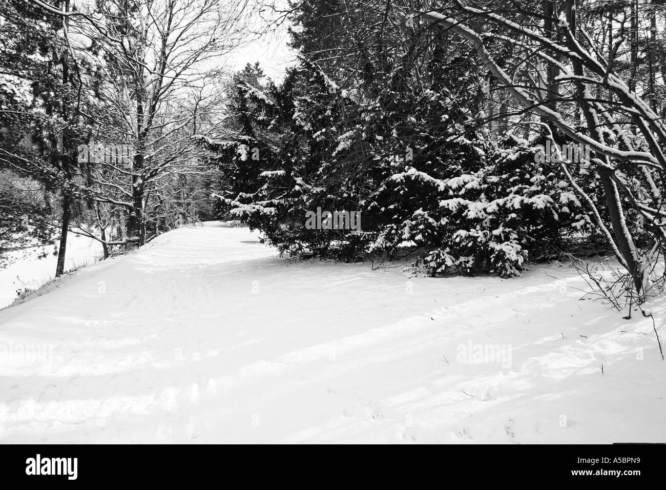 Foresta di inverno Foto Stock