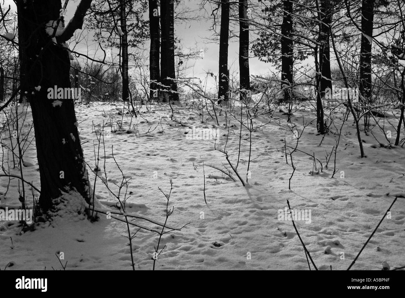 Foresta di inverno Foto Stock