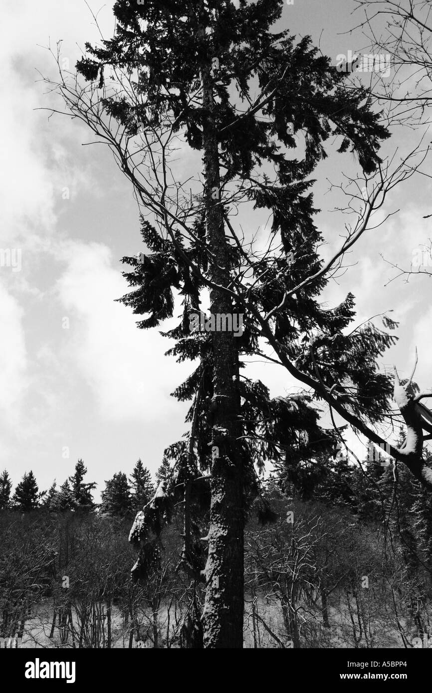 Foresta di inverno Foto Stock