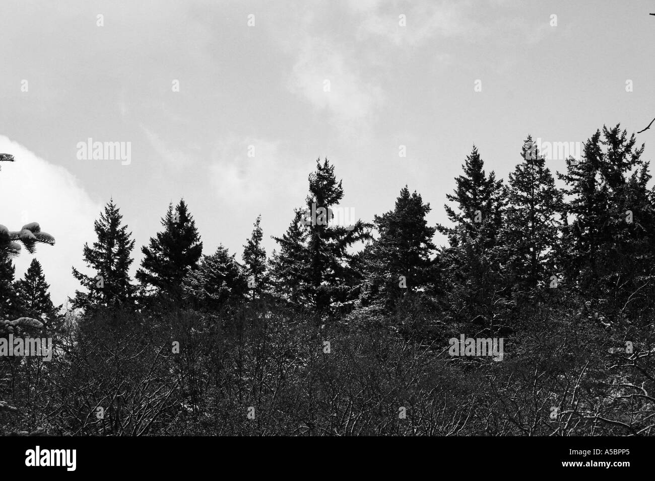 Foresta di inverno Foto Stock