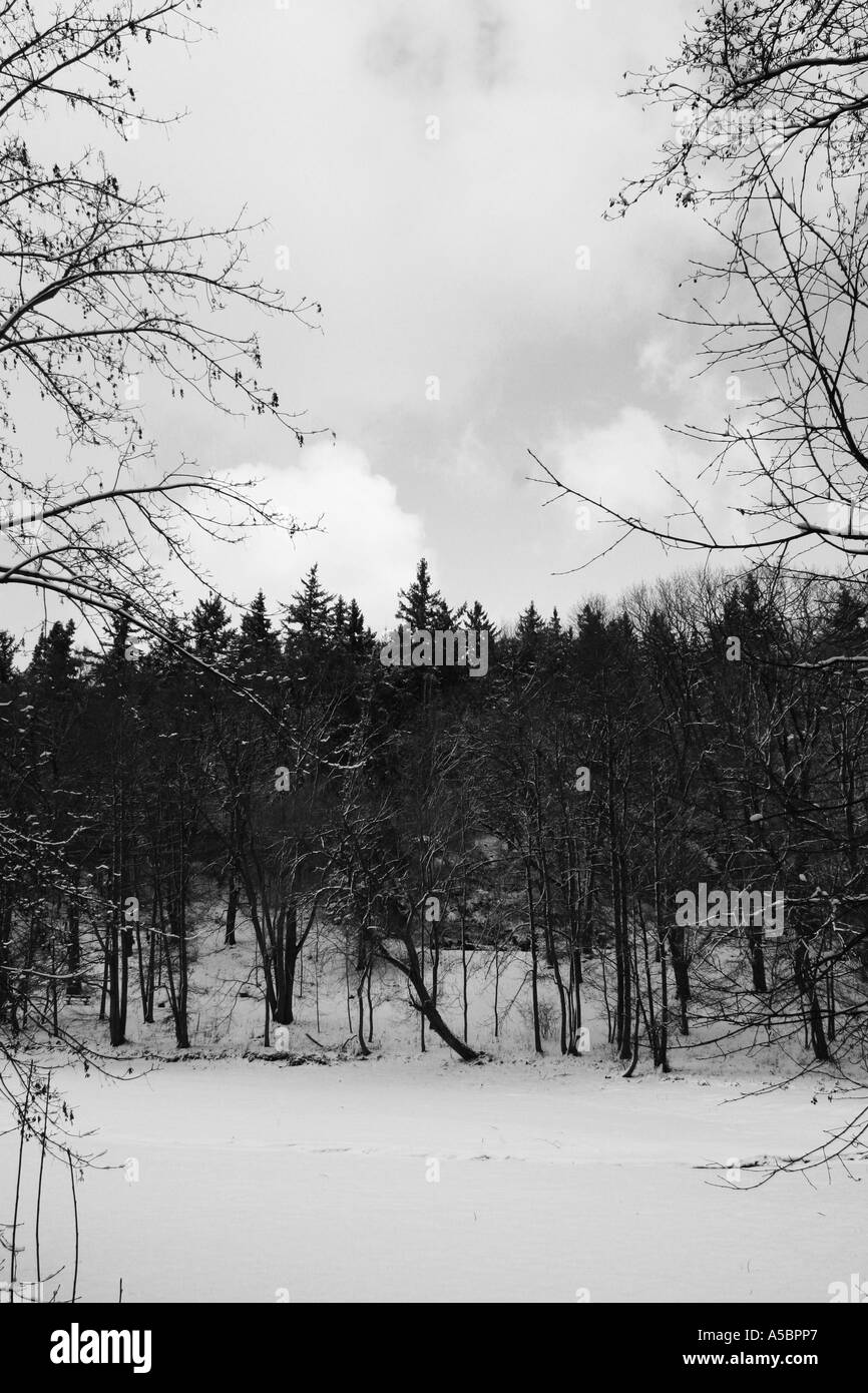 Foresta di inverno Foto Stock