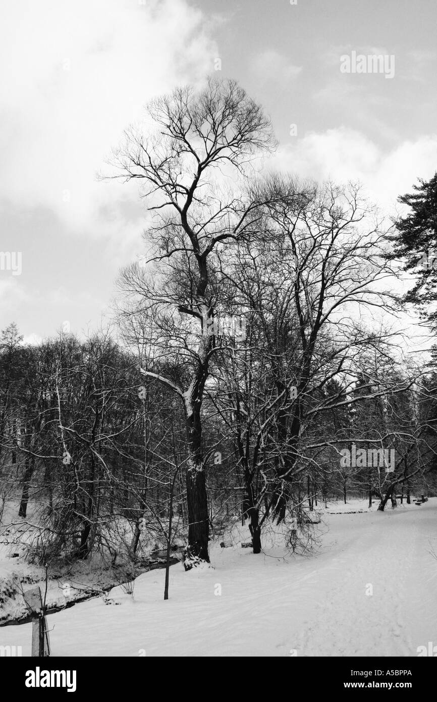 Foresta di inverno Foto Stock