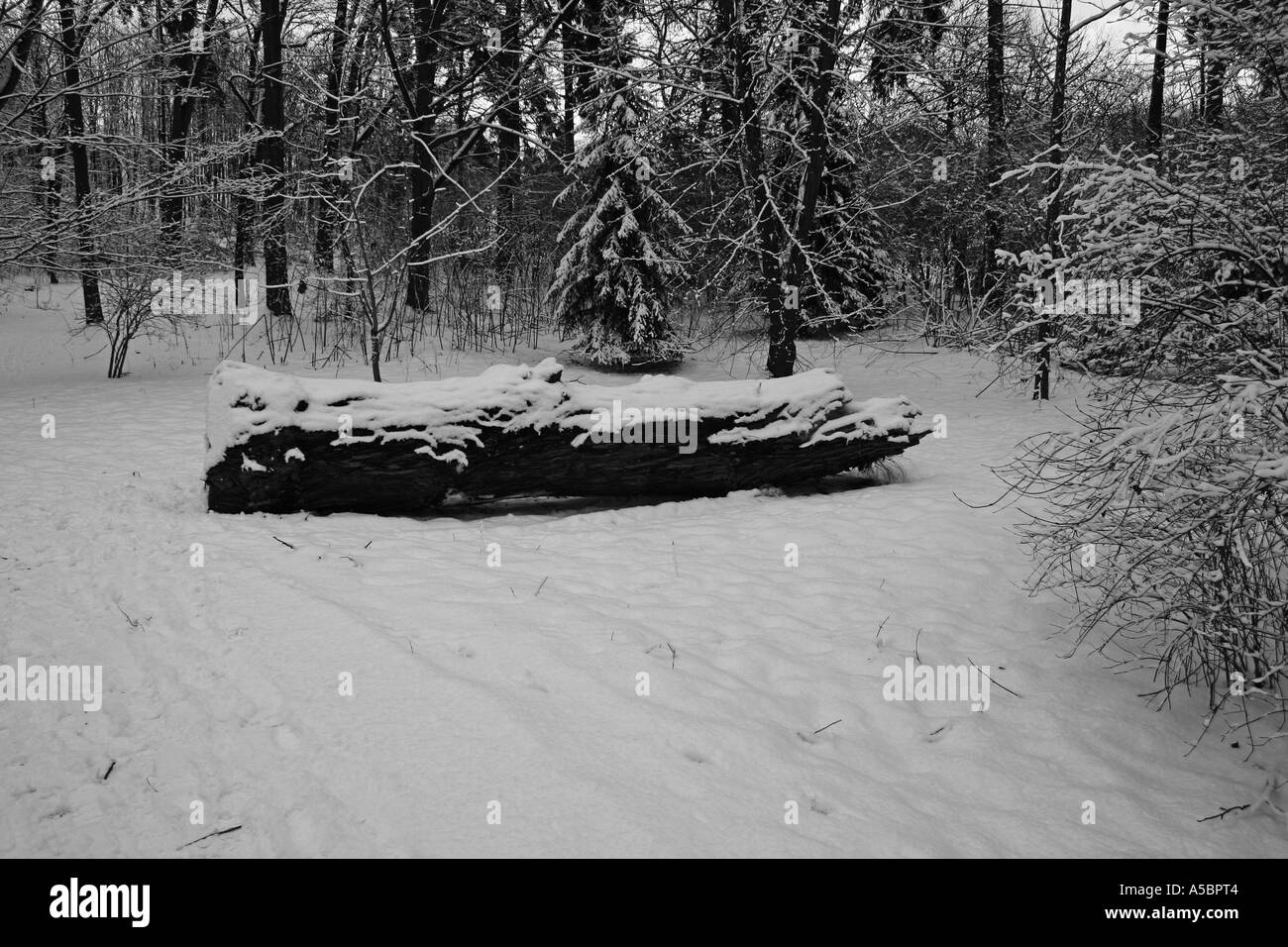 Foresta di inverno Foto Stock