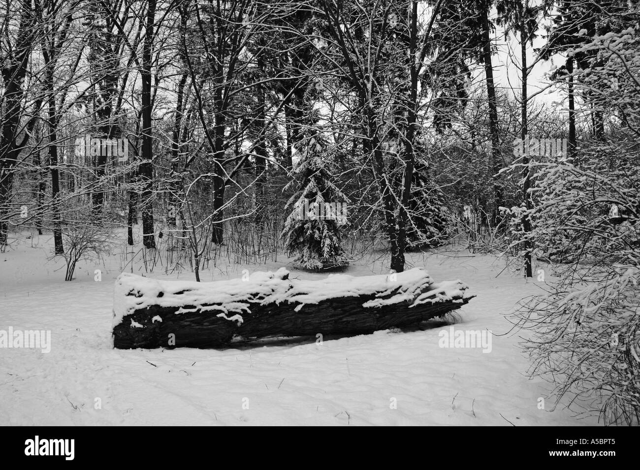 Foresta di inverno Foto Stock