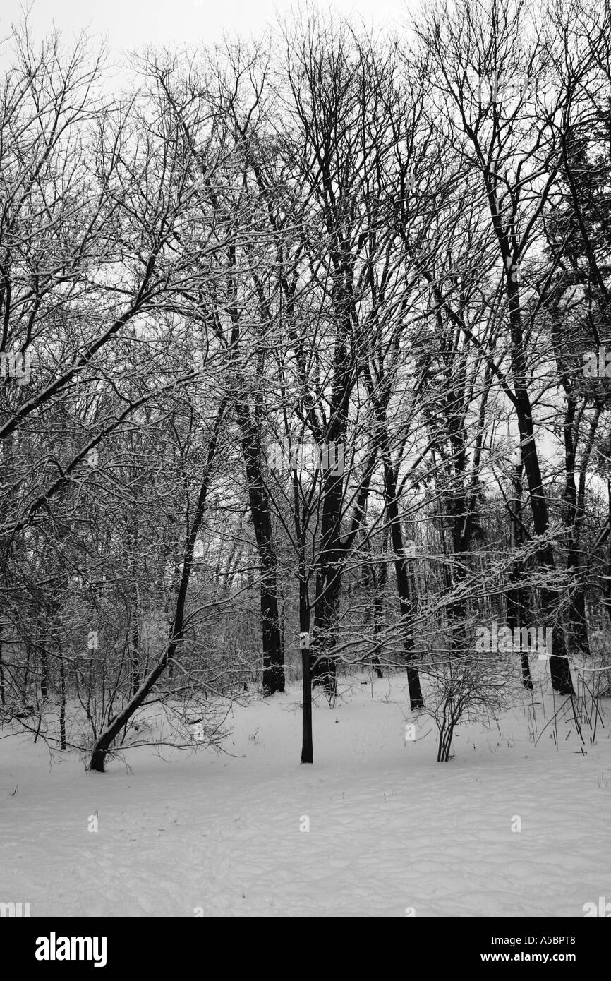 Foresta di inverno Foto Stock