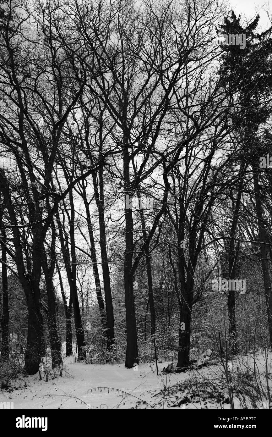 Foresta di inverno Foto Stock