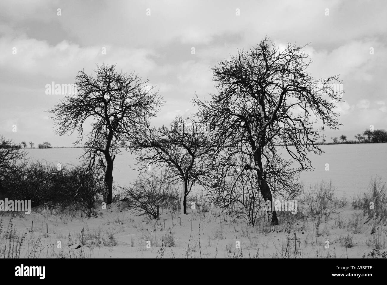 Tre alberi solitari nel campo Foto Stock