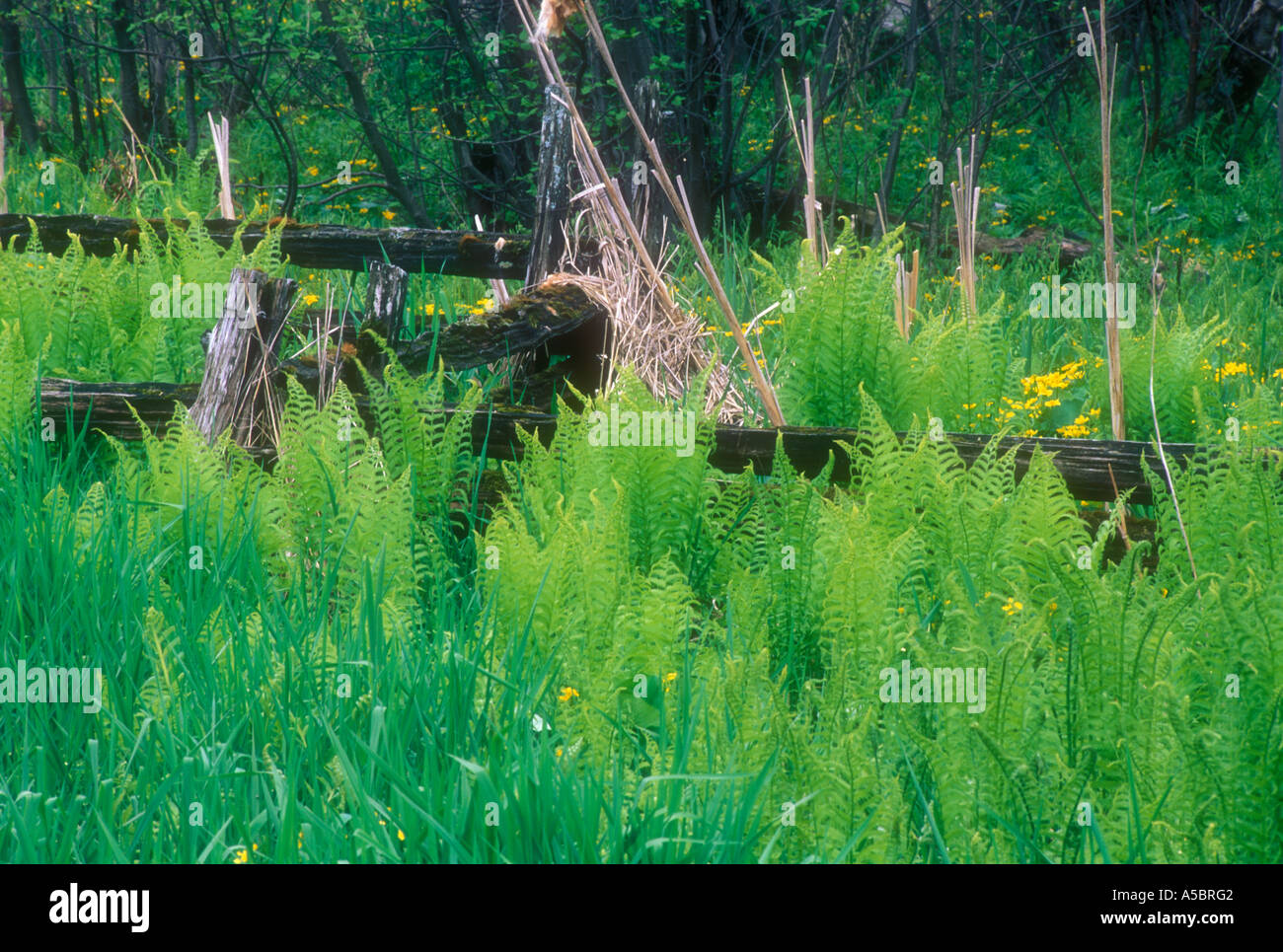 Marsh Le calendule felci e vecchio cedro split cancellata, Manitoulin Island Ontario Foto Stock
