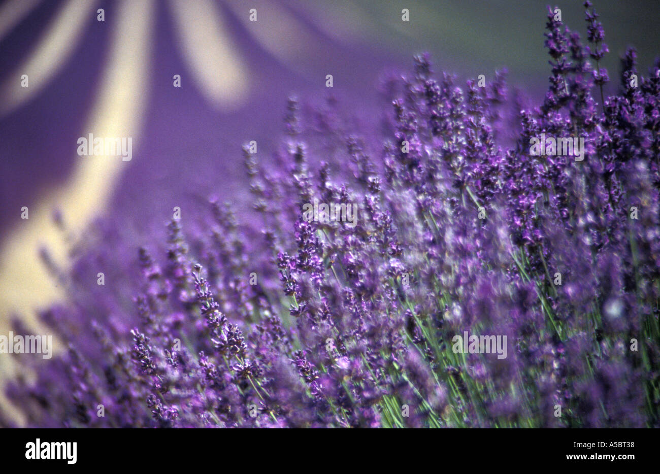 English campi di lavanda tra Shoreham e Eynsford Kent England Regno Unito Foto Stock