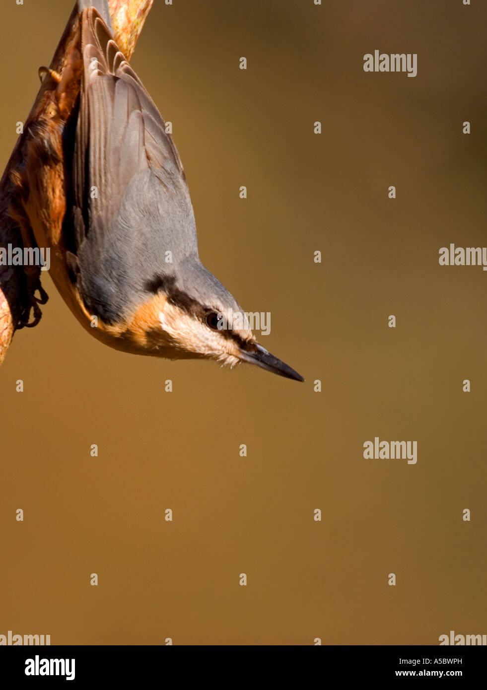 Picchio muratore Portarit sul ramo Foto Stock