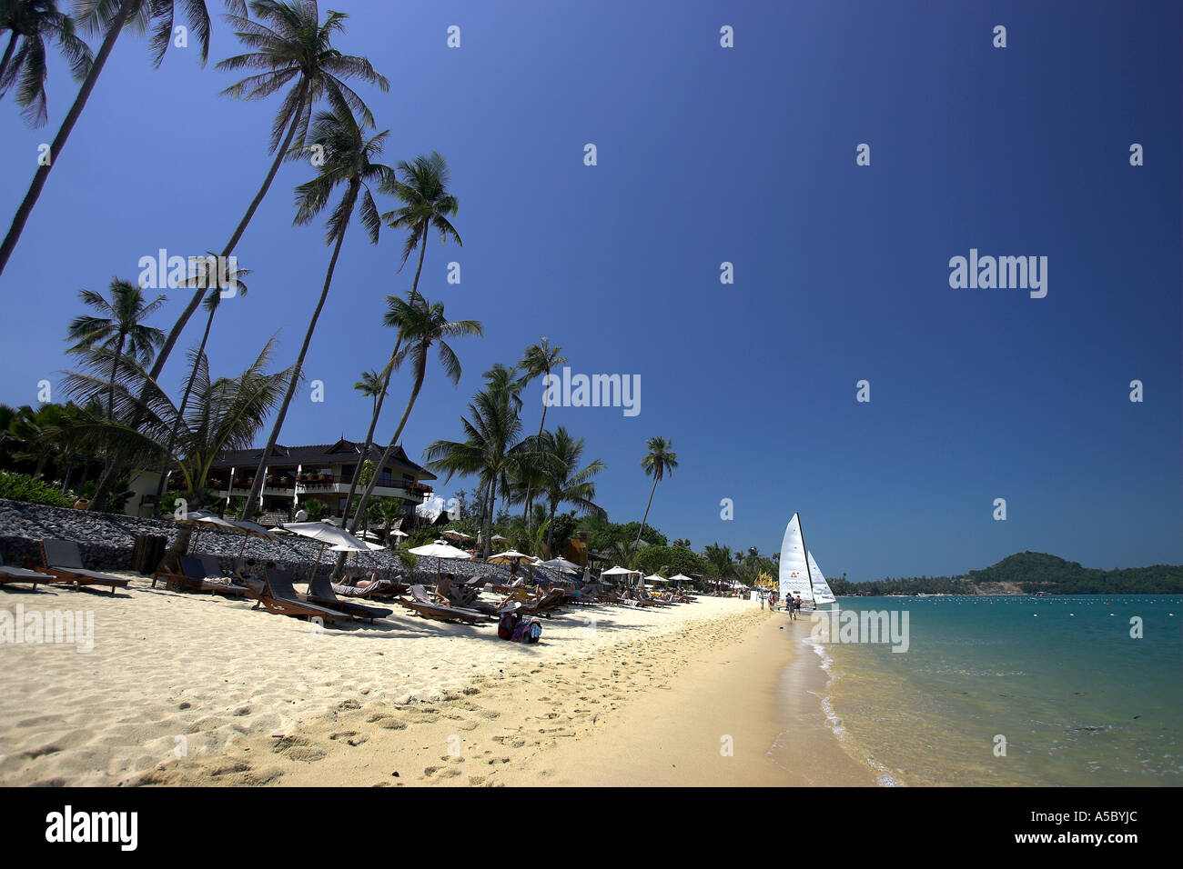 Pendente di alberi di palma e linea di ombrelloni da spiaggia Bo Phut come off beach catamarano è lanciato Ko Samui Thailandia Foto Stock