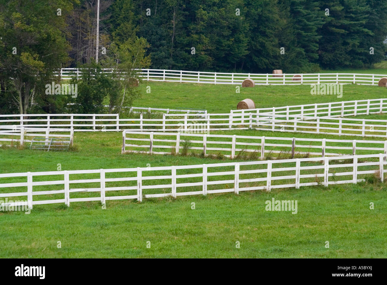 Recinzione bianco in esecuzione attraverso un campo di verde su un agriturismo nelle zone rurali del nord-est USA Foto Stock