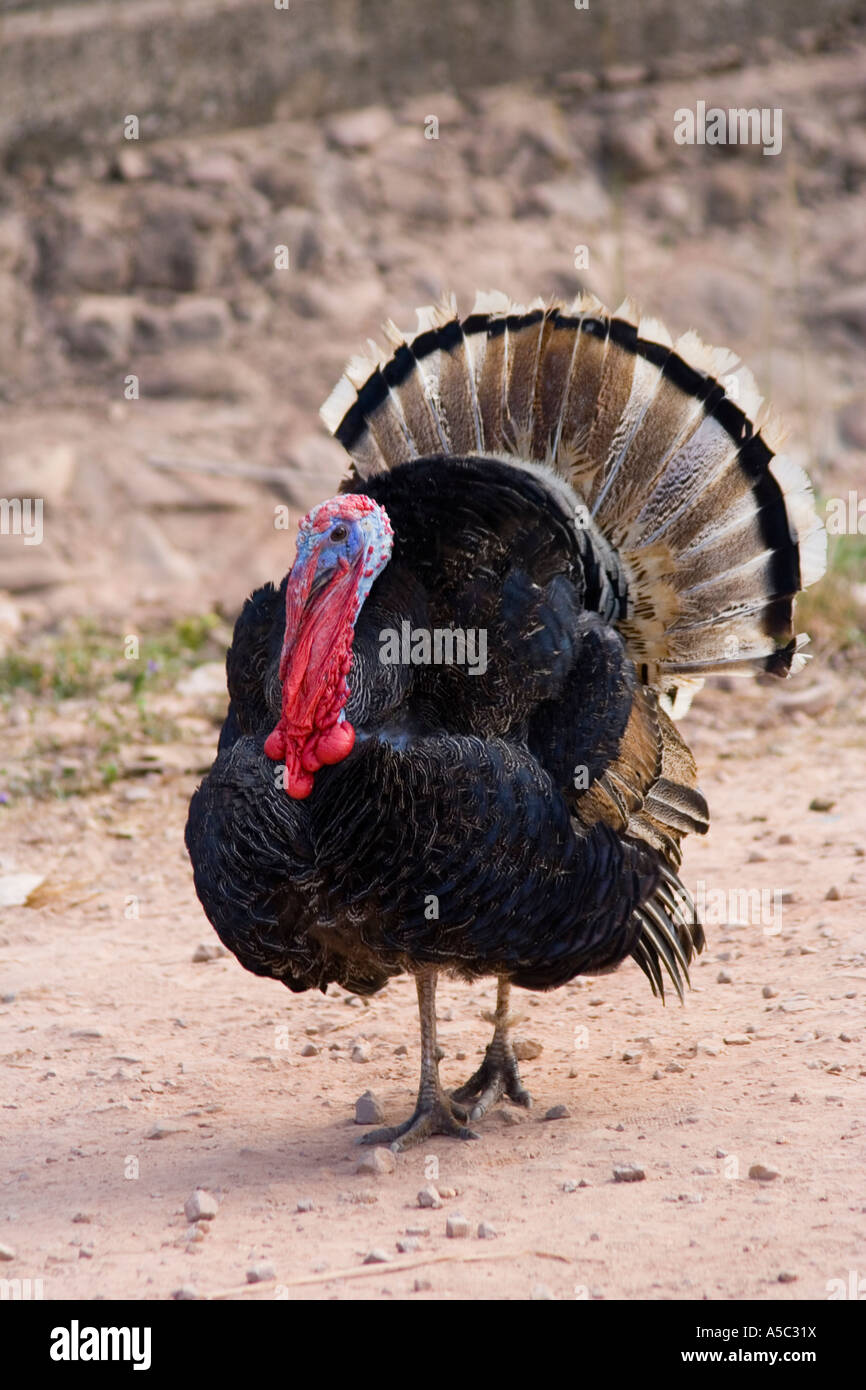 La Turchia maschio con diffusione Tailfeathers bird Foto Stock