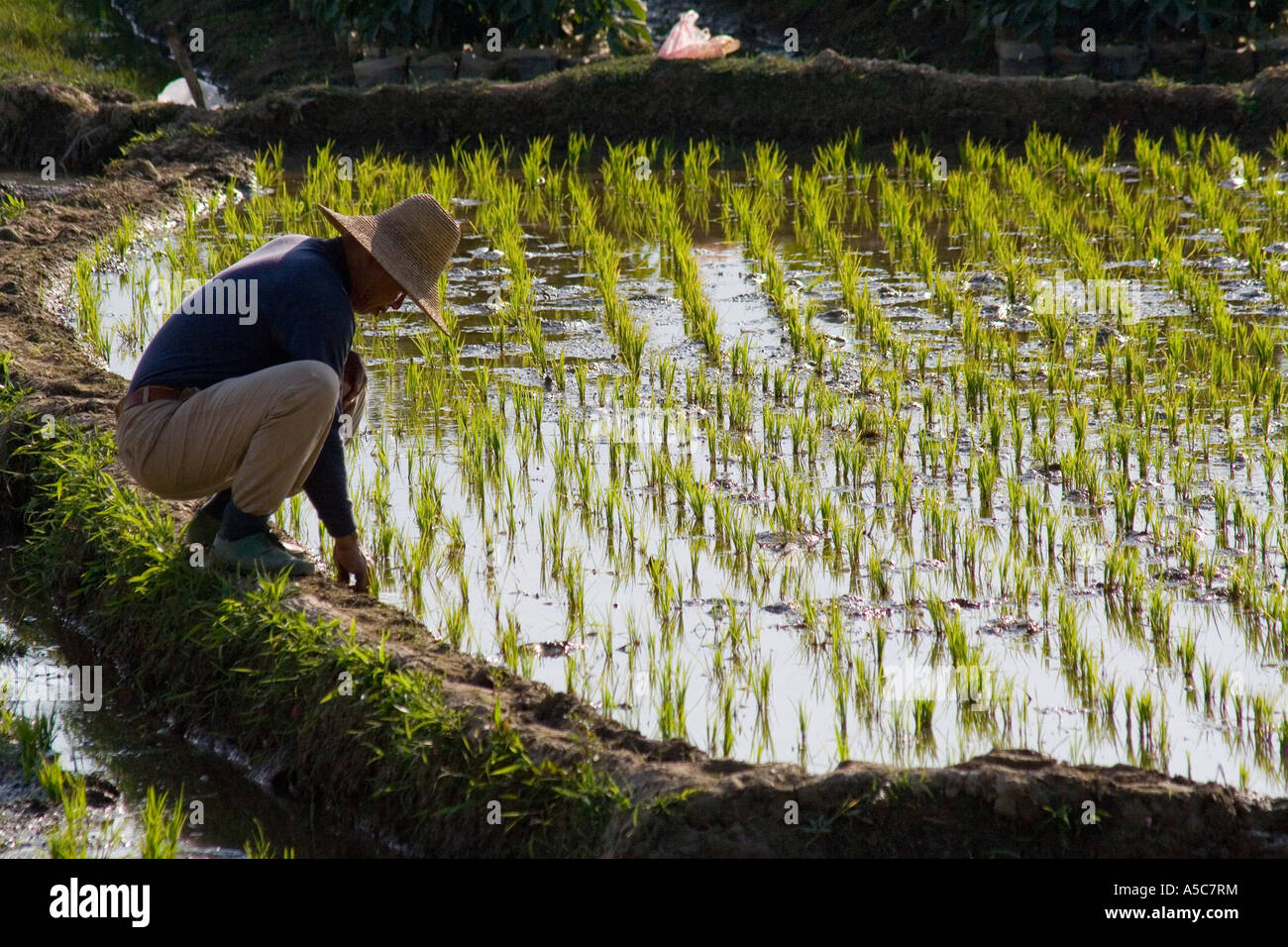 L'agricoltore Cinese Controllo Pogress crescente nel suo campo di riso, Jinghong Cina Foto Stock