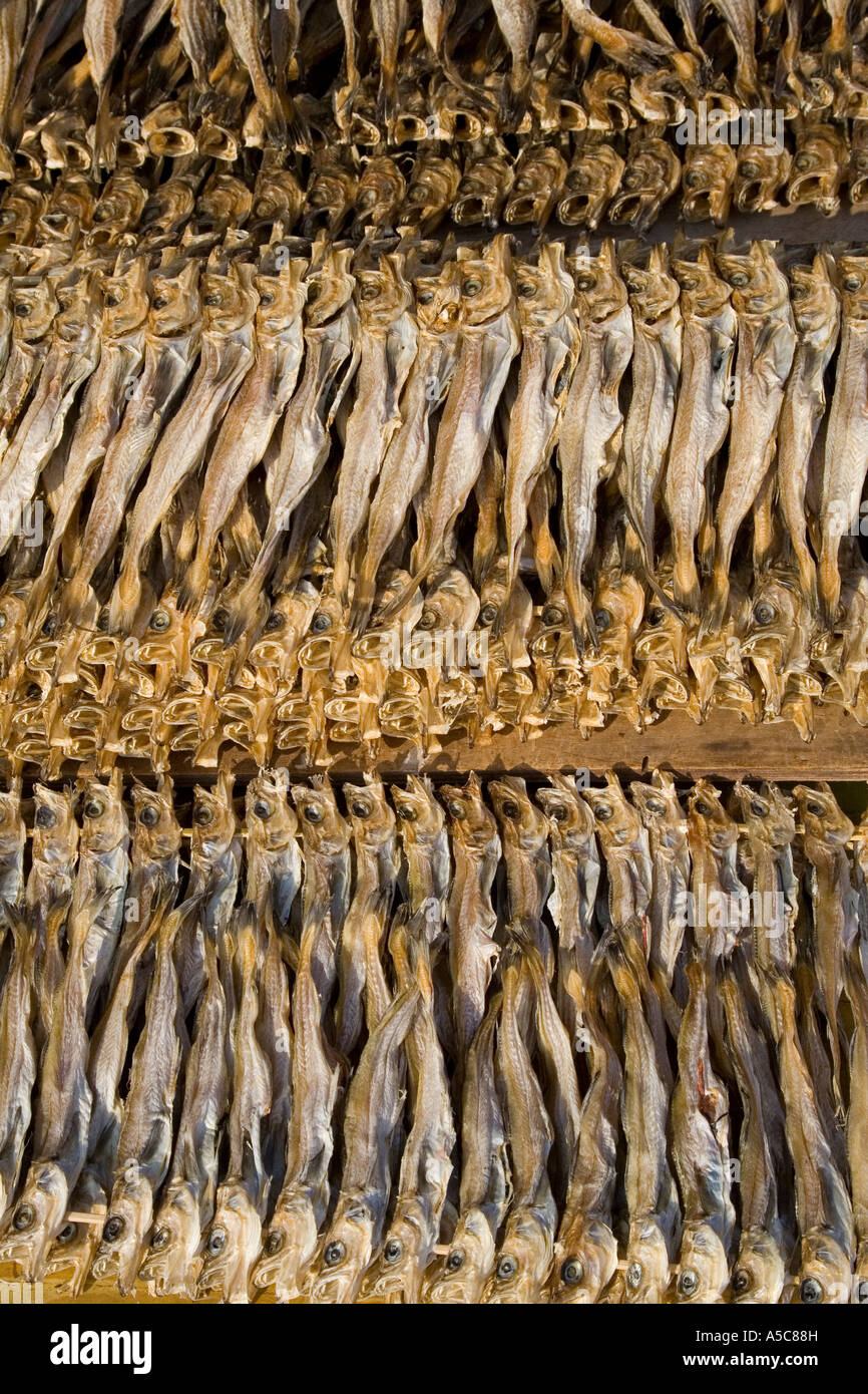 Pesci secchi su un rack di Sokcho Corea del Sud Foto Stock