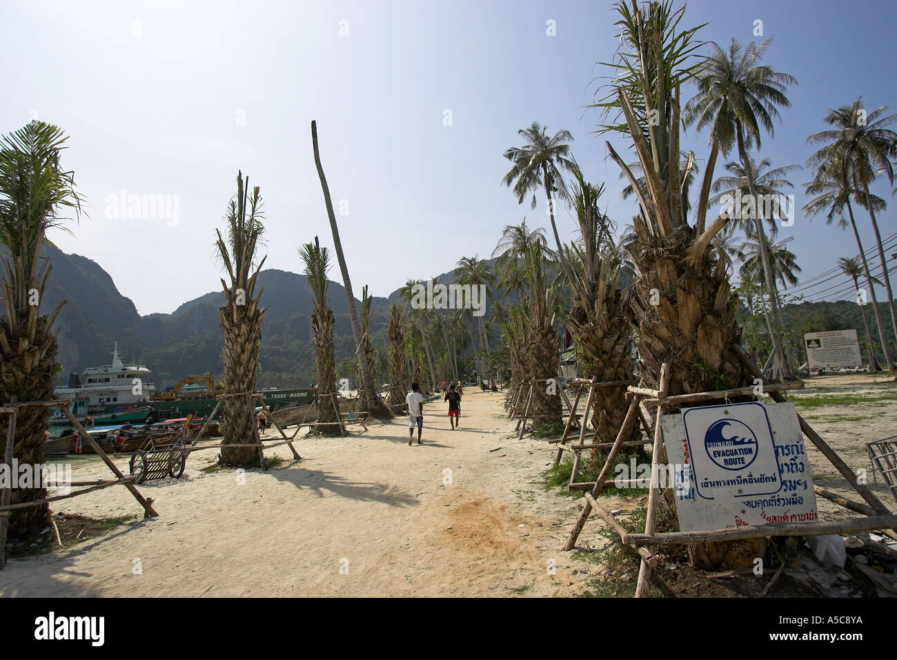 Devastata da tsunami pianeggiante area di Phi Phi Island a Ao Ton Sai beach ripiantati con palme Thailandia Foto Stock