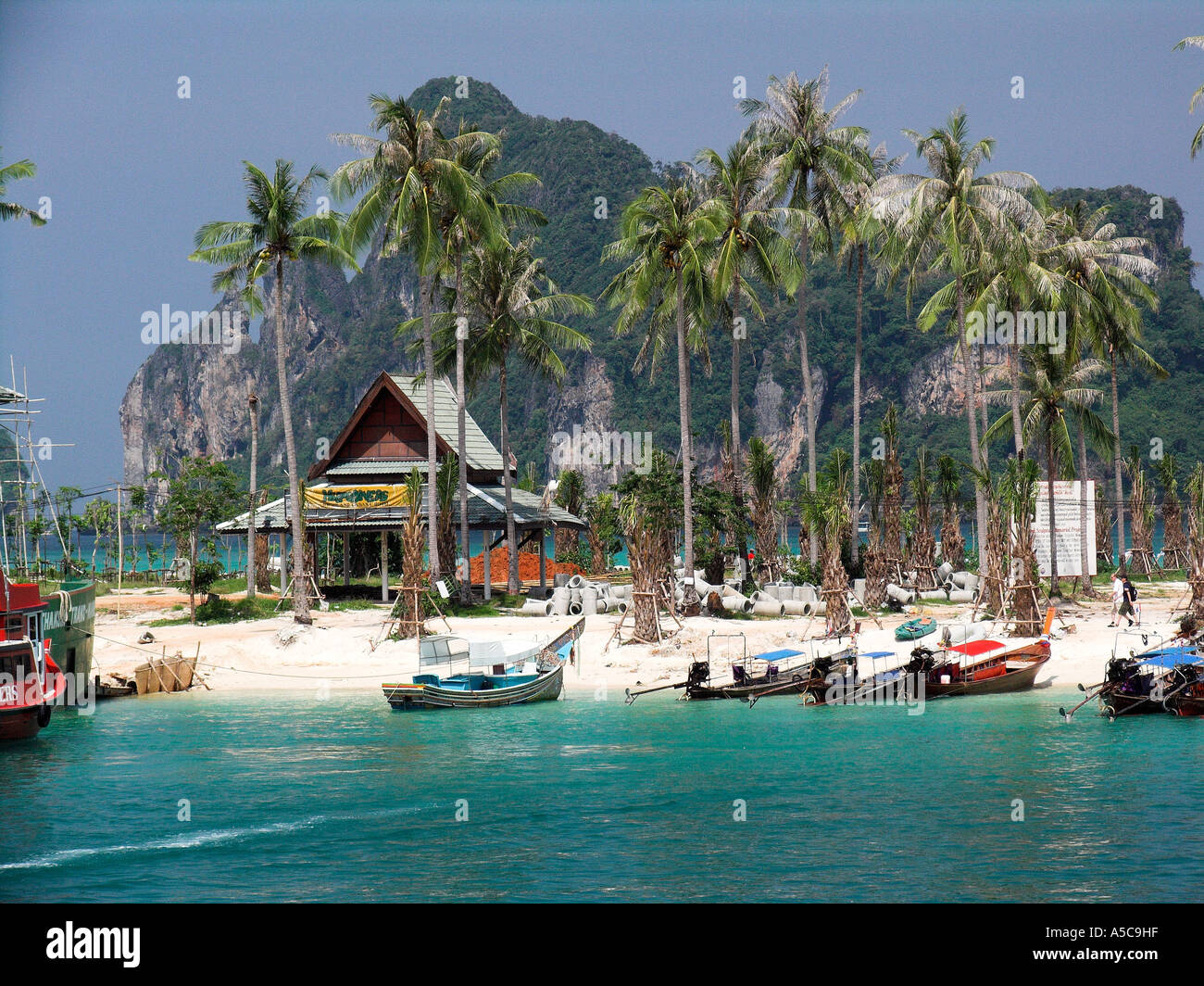 Appena piantato alberi di palma e tubi di ricostruzione Ao Tonsai beach dove tsunami ha spazzato via terra Phi Phi Island Thailandia Foto Stock