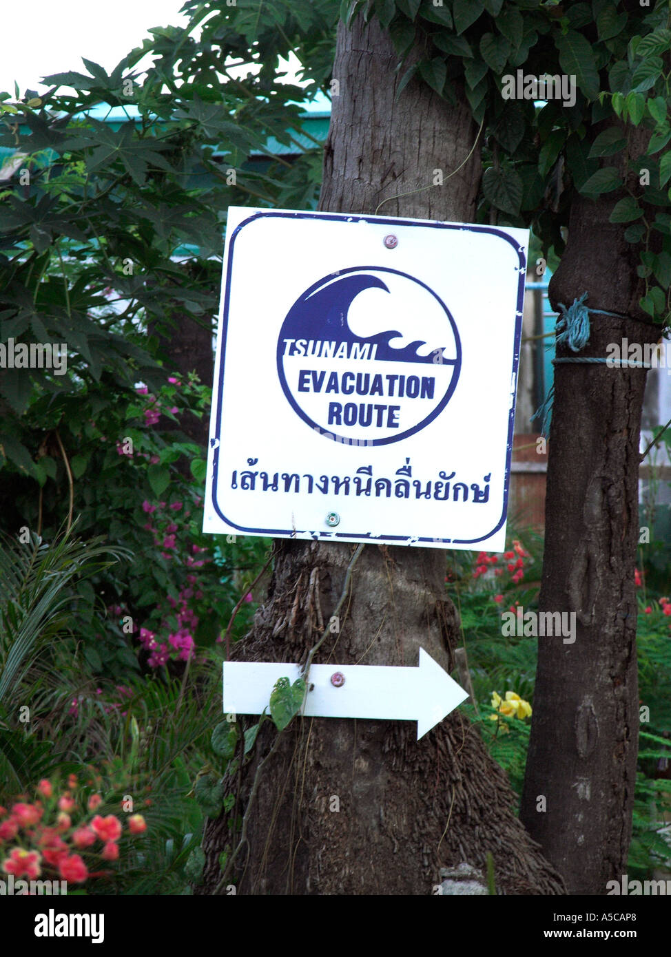 Tsunami i percorsi di evacuazione firmare e freccia inchiodati ad albero Phi Phi Island Thailandia Foto Stock